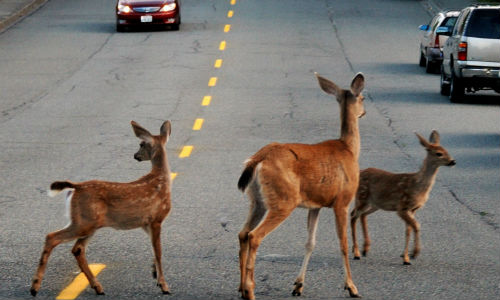 Deer collisions are on the rise in North America, according to reports from the Traffic Injury Research Foundation.