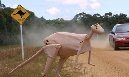 Three guesses which continent this one comes from, and the first two guesses don't count. Collisions between kangaroos and vehicles aren't uncommon in Australia. The kangaroo crash test dummy was developed to aid designers in better protecting the vehicle's occupants.