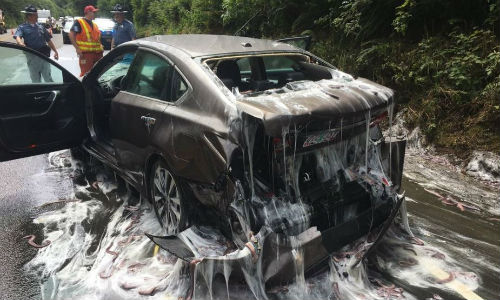 A truck carrying thousands of pounds of hagfish stopped short in Oregon, spilling 13 containers of live, very slimy fish. Autobody staff working on the car show here found a live hagfish still swimming around in some water trapped in the bumper.