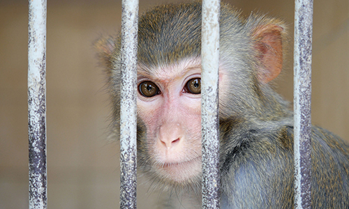 A group of java monkeys were exposed to diesel emissions from a Volkswagen beetle for four hours while another group was exposed to emissions from a Ford pickup truck.